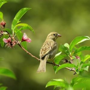 Creating a wildlife-friendly garden: Plants and features to attract birds and beneficial insects