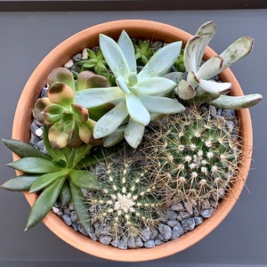 A combo pot with succulents dominant and cactus as highlights.