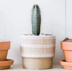 How to Grow Pilosocereus Cacti