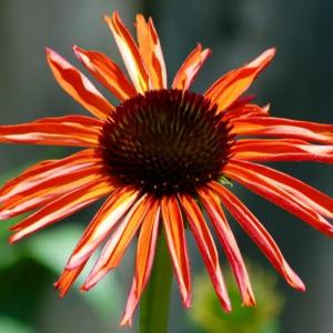 How to Grow 'Firebird' Coneflower (Echinacea)