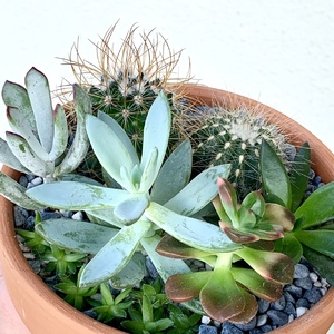A combo pot with succulents dominant and cactus as highlights.