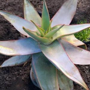 How to Grow Coral Aloe