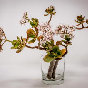 Crassula ovata/Jade Plant