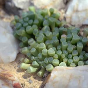 How to Grow and Care for Baby Toes Succulents