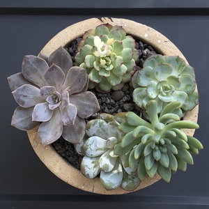 Did my first succlent arrangement today. Need to get some fillers to dress up the empty tops.