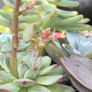 Love the petite flowers of this Echeveria in a combination pot.