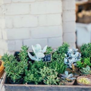 Tips for Successful Container Gardening in Small Spaces