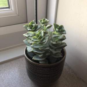 Can someone help me identify this succulent please?