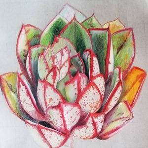 Follow my Instagram cactibrush to see my succulent artwork.