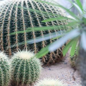 How to Grow Ball Cactus