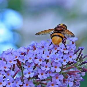 Tips for attracting beneficial insects and pollinators to your garden for a thriving ecosystem