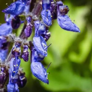 How to Grow Blue Spur Flowers