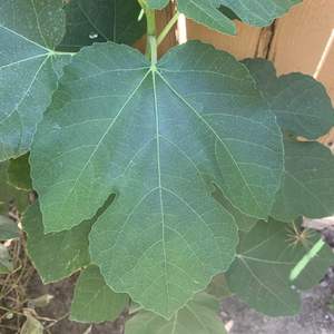 Wondering what this is? Fig tree?