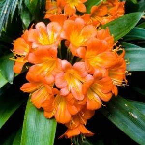 How to Grow and Care for Fire Lily
