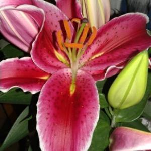 Oriental Lily (Lilium) onerror=