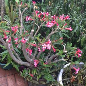 Desert Rose 🌹 Ground Orchids🌺 Mexican Petunias onerror=