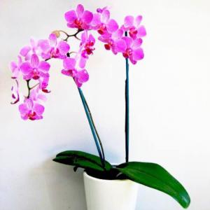 Orchid onerror=