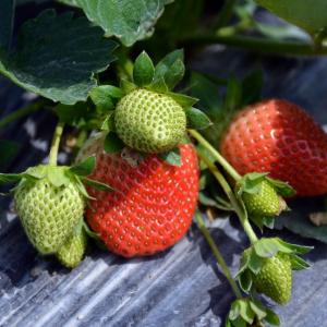 草莓  - 绿手指（GFinger）百科