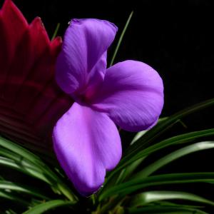 紫花凤梨  - 绿手指（GFinger）百科