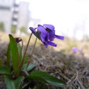 紫花地丁growing Garden Manage Cuidado De Las Plantas Jardin De Pusadee Flor