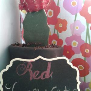 Red Crafted-Cactus onerror=