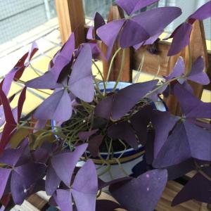 紫色酢浆草