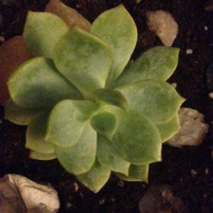 Porcelain Plant (graptoveria titubans) onerror=