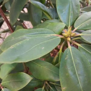 Rhododendron onerror=