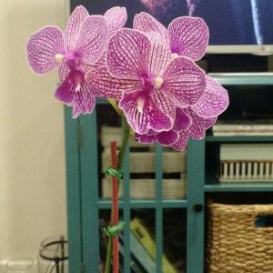 orchid onerror=