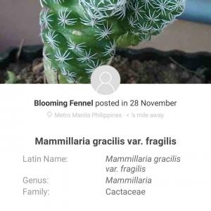 Mammillaria Gracilis Var. fragilis onerror=