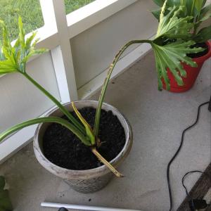 Philodendron sellout onerror=