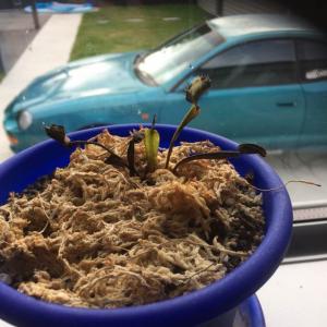 Venus flytrap onerror=