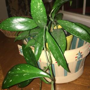Hoya (Wax Plant) onerror=