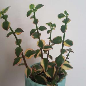 Succulent (unknown)