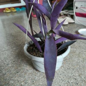 紫竹梅