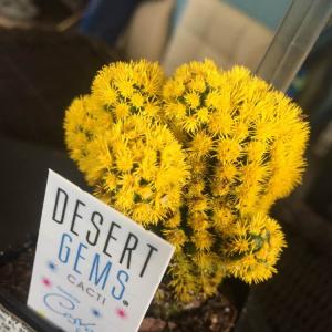 Desert gems cacti 🌵 onerror=