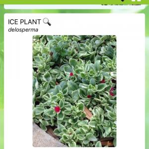 Ice plant onerror=