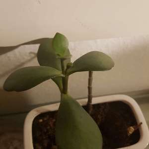 plantita onerror=