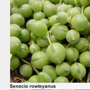 Senecio rowleyanus