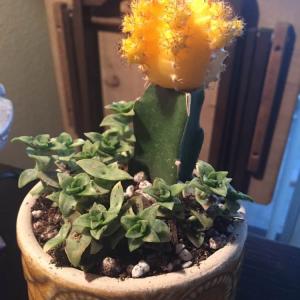 Moon cactus and Crassula perforta variegata onerror=