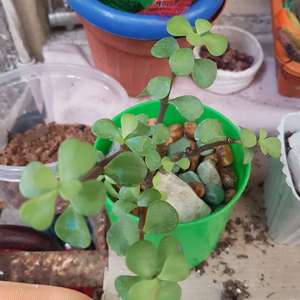 Portulacaria afra (mini jade) onerror=