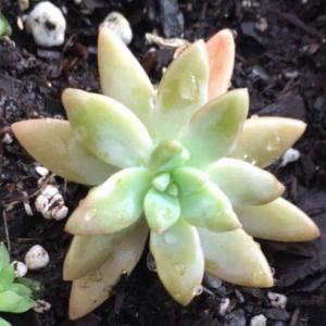 What is the common name for this succulent? onerror=