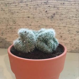 Unknown cactus