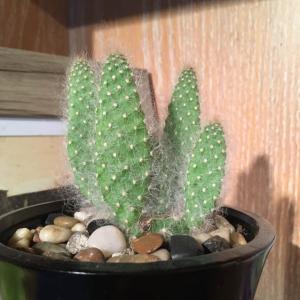Unknown Cactus