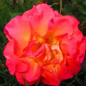 China Rose (Bengal rose) onerror=