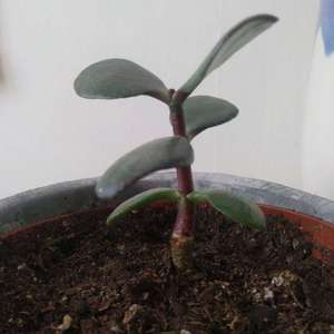 jade plant onerror=
