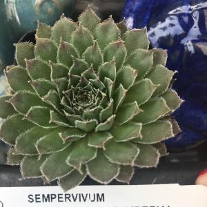 Sempervivum
