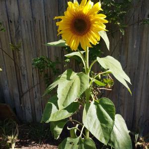 Sunflower II onerror=