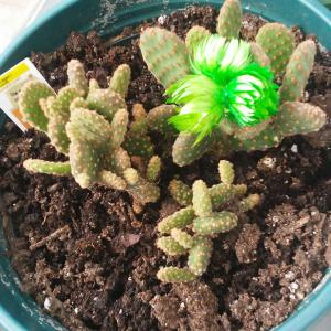 Mini Cinnamon Cactus (Opuntia Rufida Minima Monstrose) onerror=