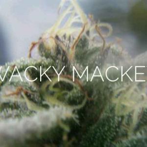 Wackey Mackey onerror=